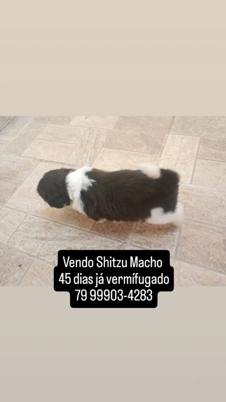 Vendo Shitzu macho
