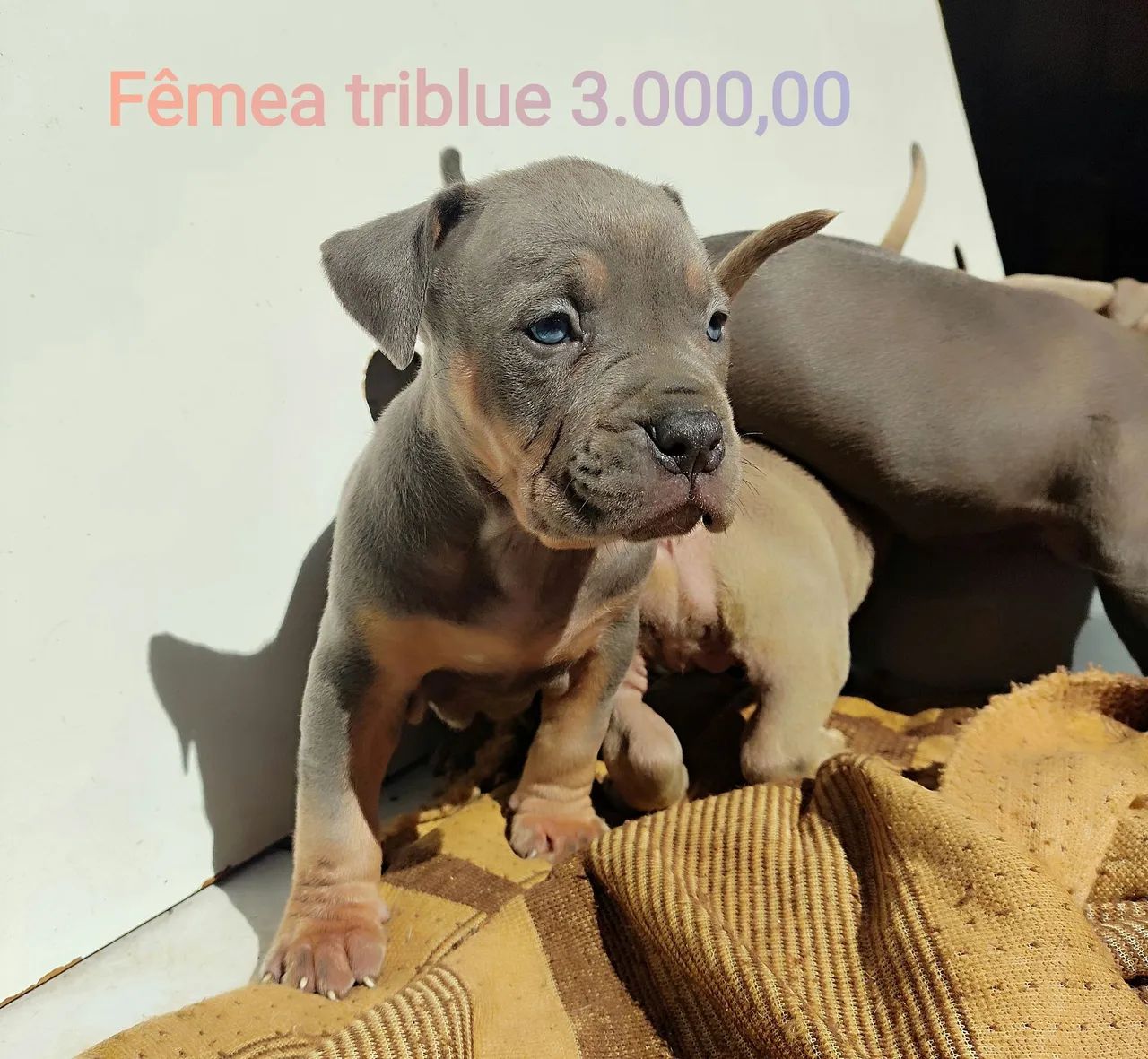 Filhotes de pitmonster disponíveis com pedigree  - Foto 2