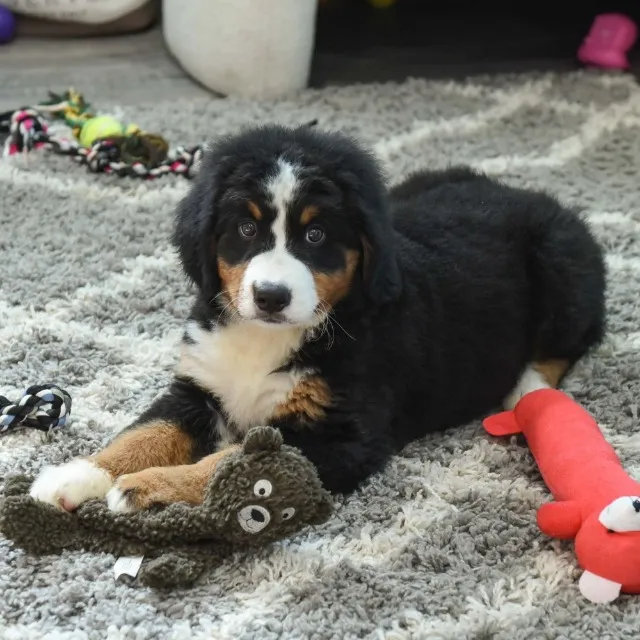 "Tem 4 patas, pelagem de luxo e um coração do tamanho do mundo! ? #BerneseFofura"