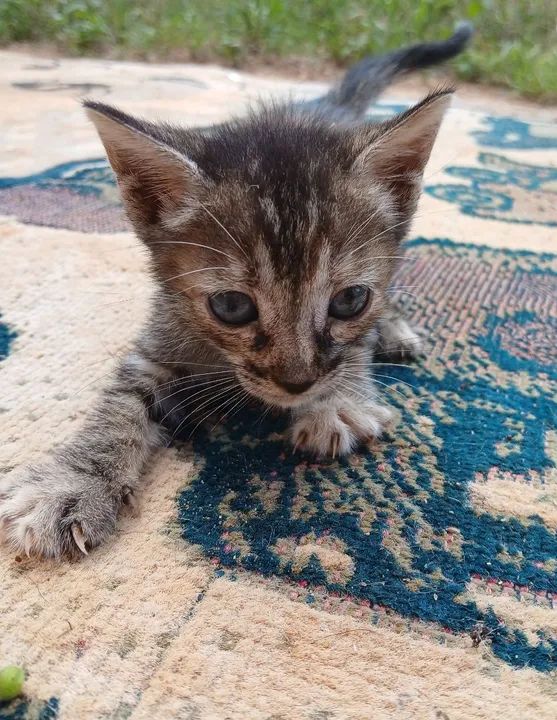 Gatinha para Doação  - Foto 4