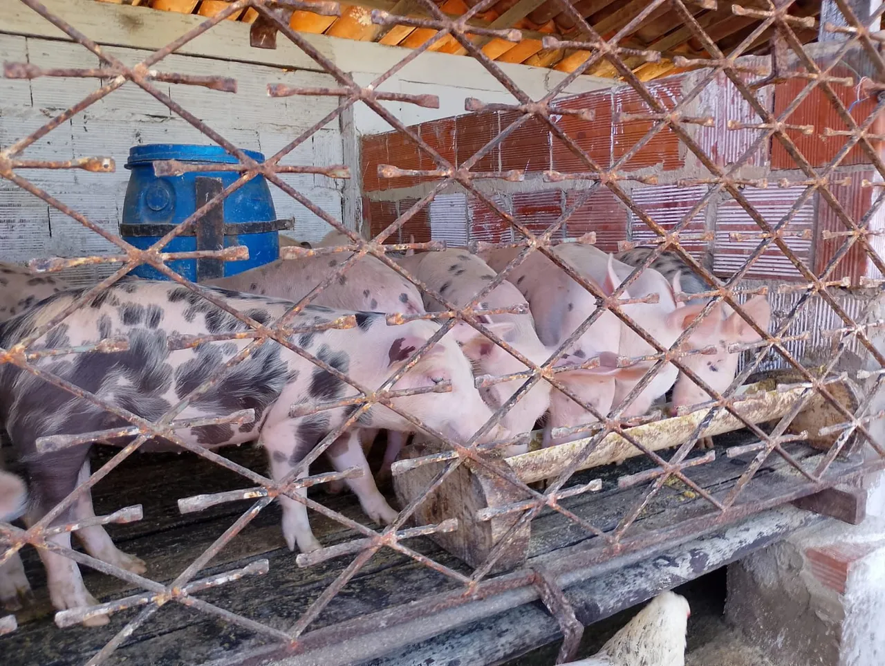 Leitões Porcos para Venda