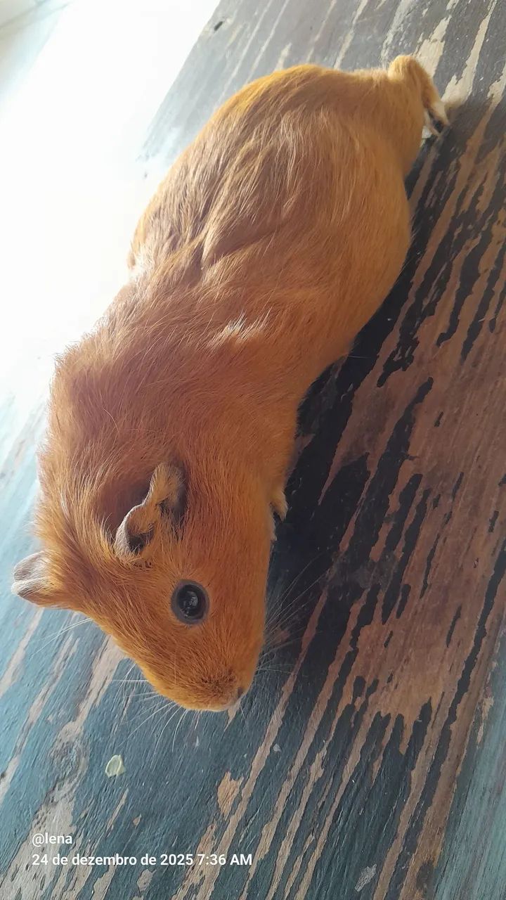 Porquinho da Índia  - Foto 3