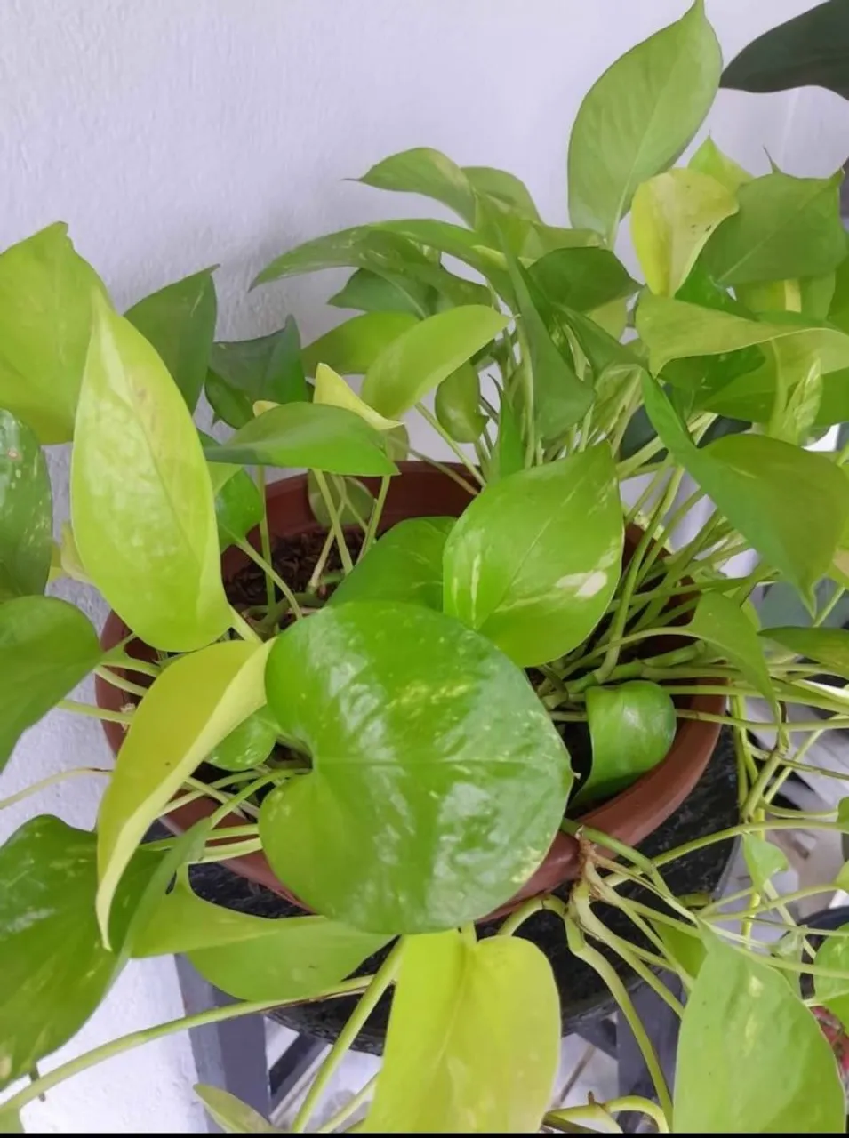 Plantas diversas