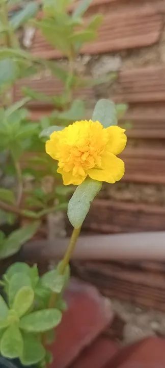 Mudas de Flores "Onze Horas" diversas variedades? - Foto 5