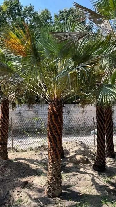 Palmeira Adulta para seu Sítio