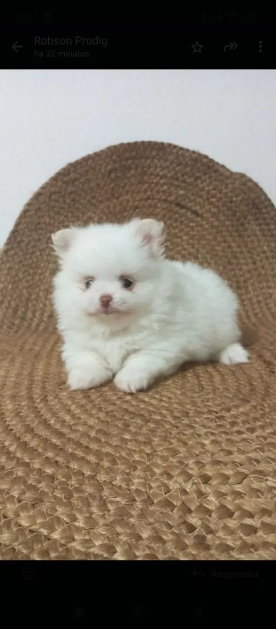Spitz alemão 