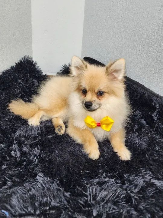 Spitz alemão  machinhos - Foto 4