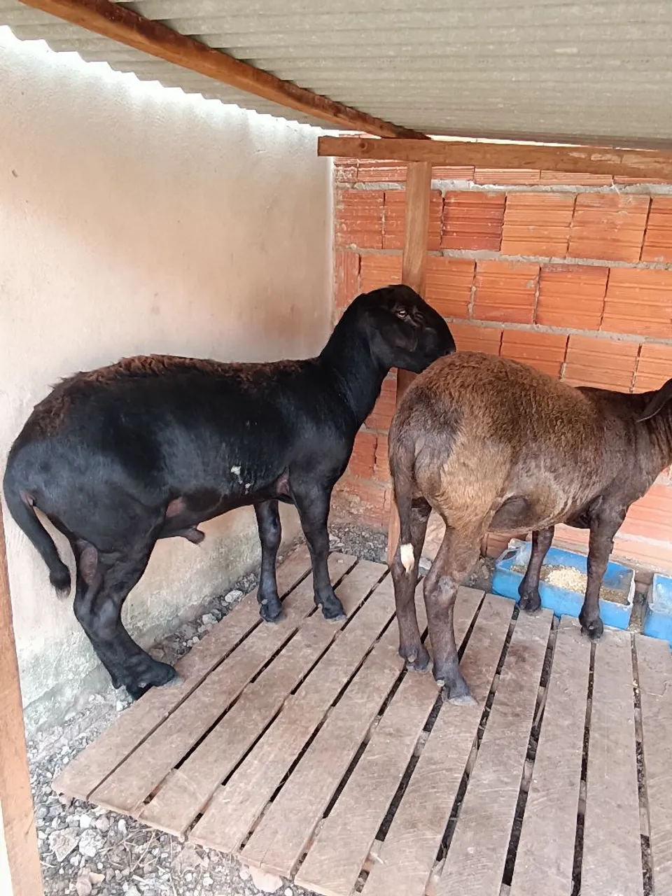 Dois carneiros para venda