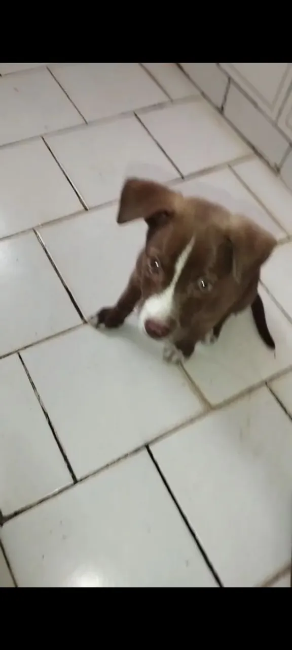 Filhote e mertisa pitbull e vira-latas