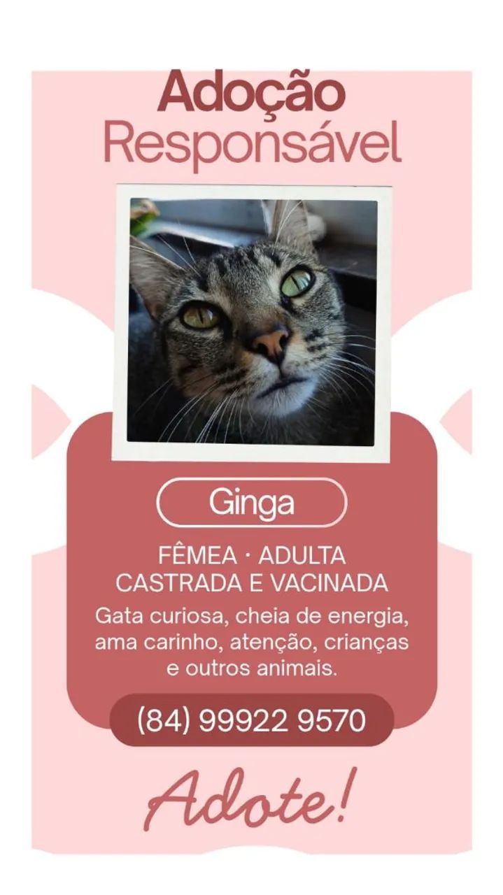 Gata para adoção - Ginga