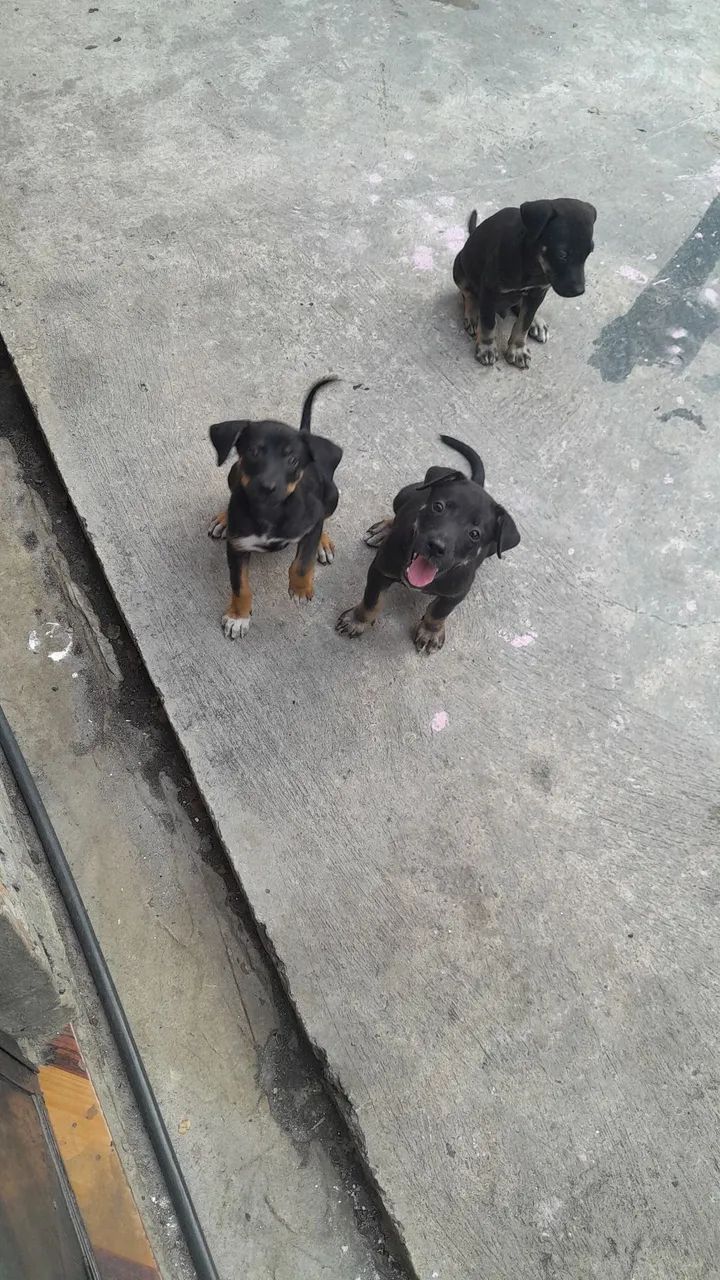 Doação  - Foto 2