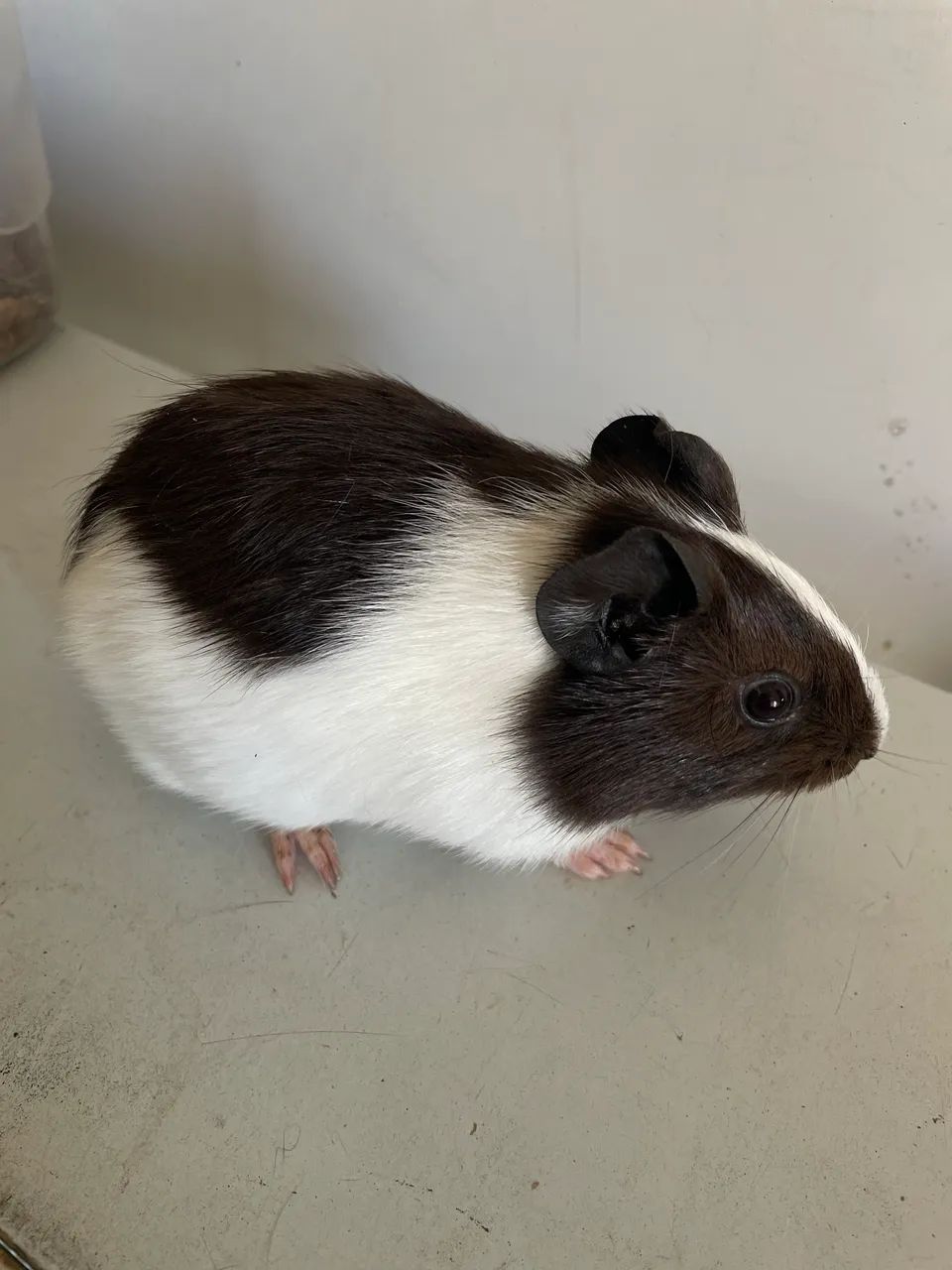 Porquinho da índia 415075073671843841