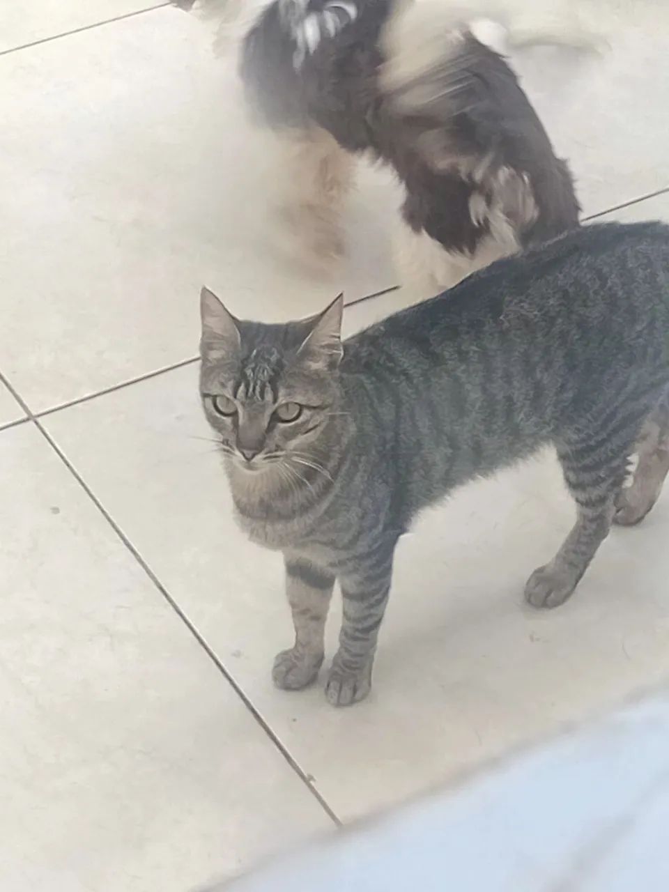 Doação de uma linda gatinha  - Foto 3