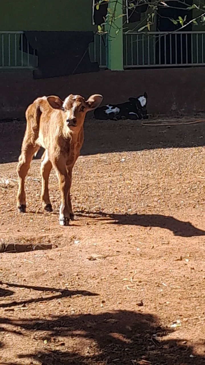 Mini cabras bezerros e muito mais p venda  - Foto 5