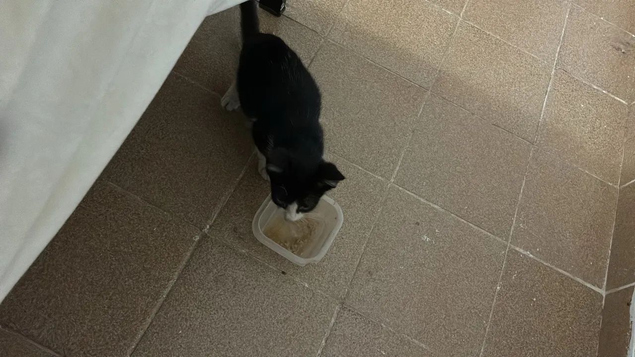 Adoção responsável