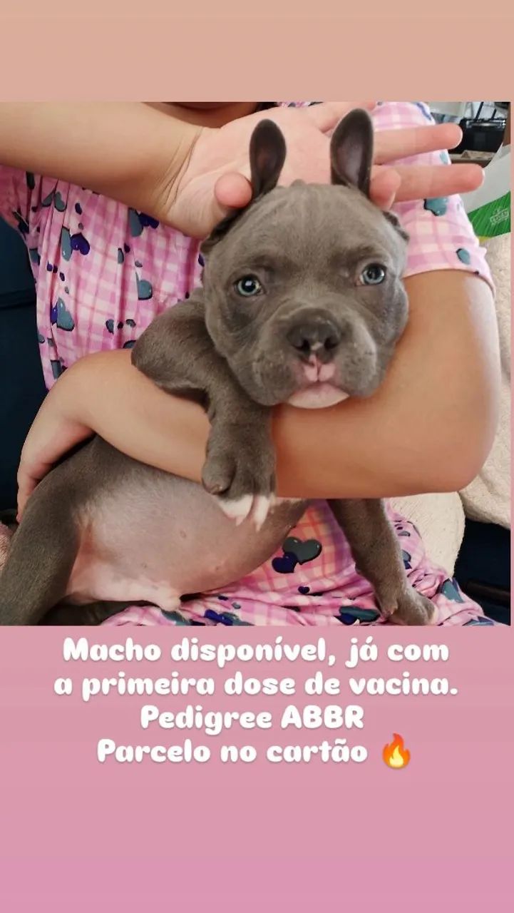 American Bully fêmeas e machos - Foto 2