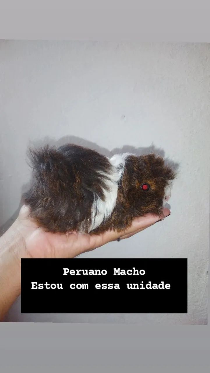 Porquinho da india Peruano 