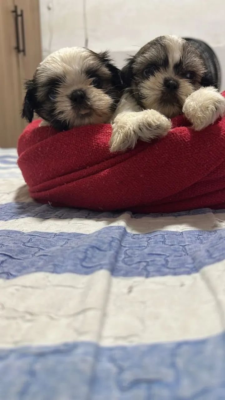 Shih Tzu - Foto 4