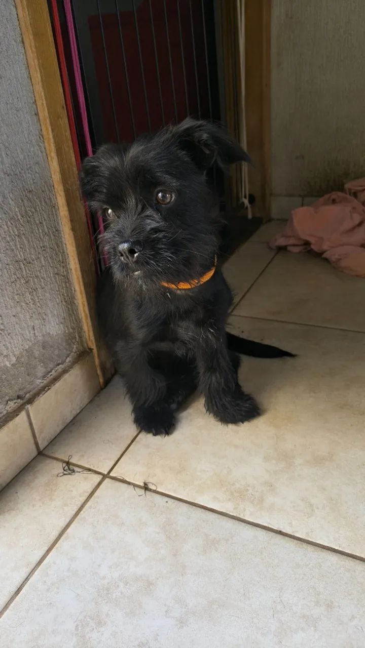 Doando esse cachorro 