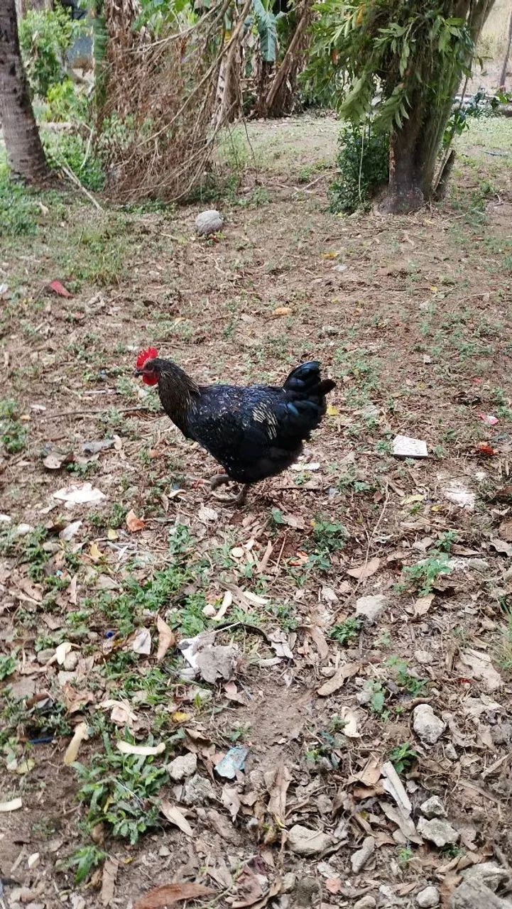 Galo - Foto 3