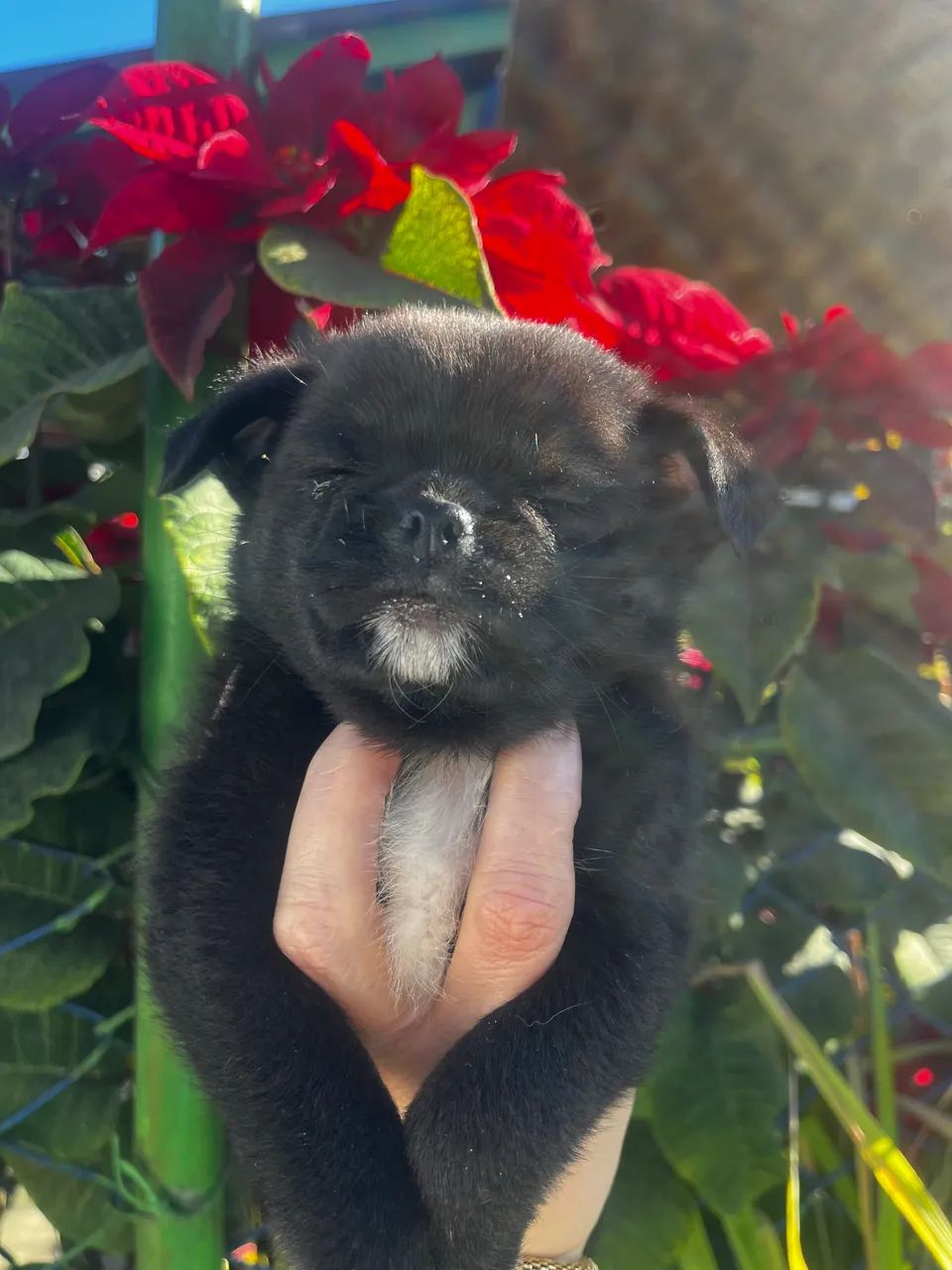 Lindos bebês de pug  com Spitz  - Foto 3
