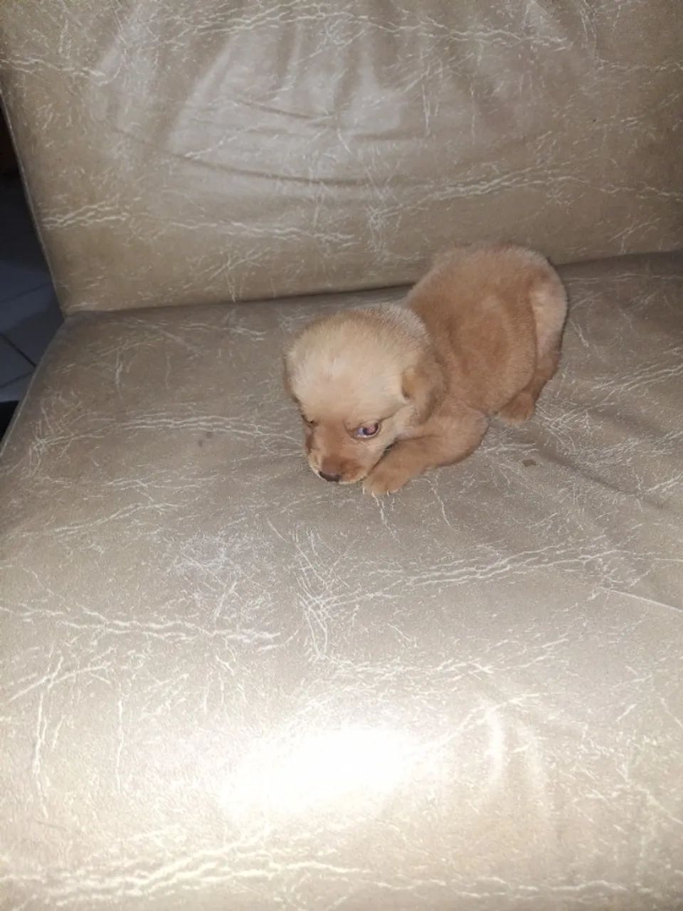 Cachorra ladradora - Foto 2