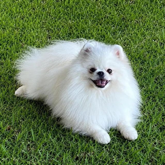 Spitz Alemão Disponível - Foto 5