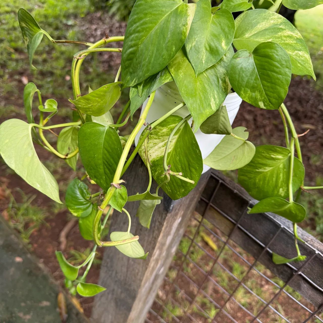 Plantas para pendurar jardim vertical ou usar na bancada - Foto 3