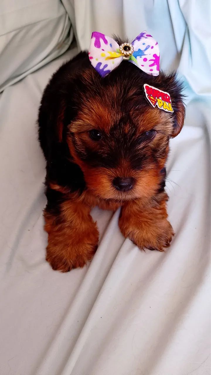 Yorkshire terrier filhote - Foto 3