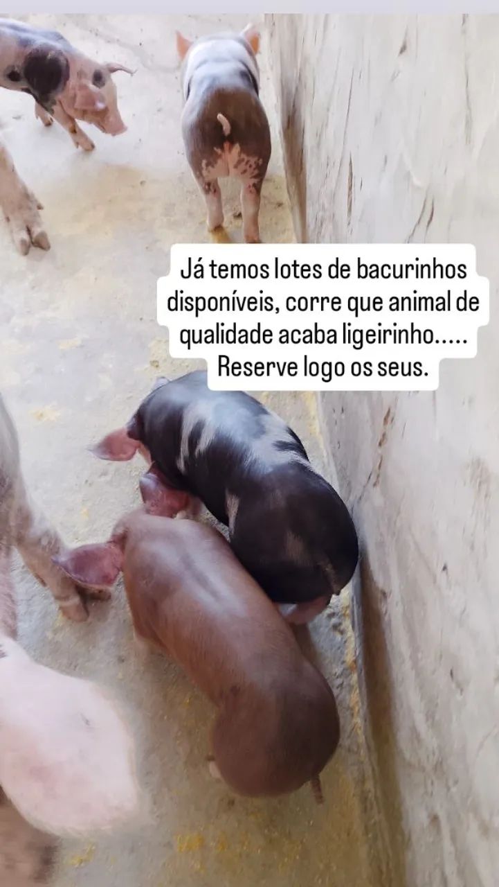 Bacurinhos 