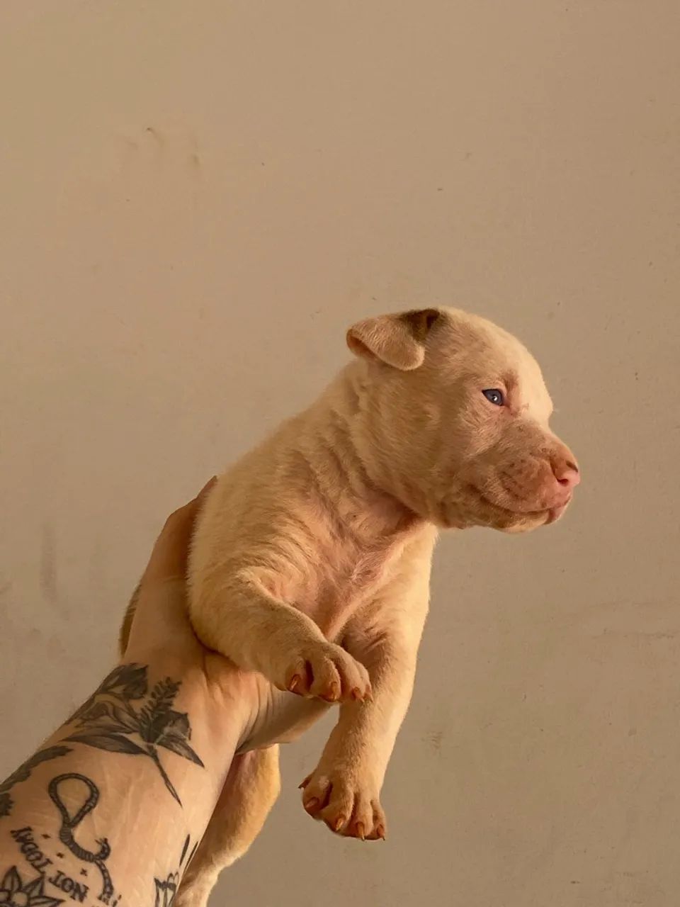Pitbull filhote  - Foto 5