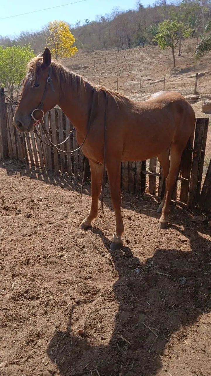 Cavalo e Burro Novos e Domados. Mansos de sela! ? ? Parcelo no cartão. Zap: * - Foto 4