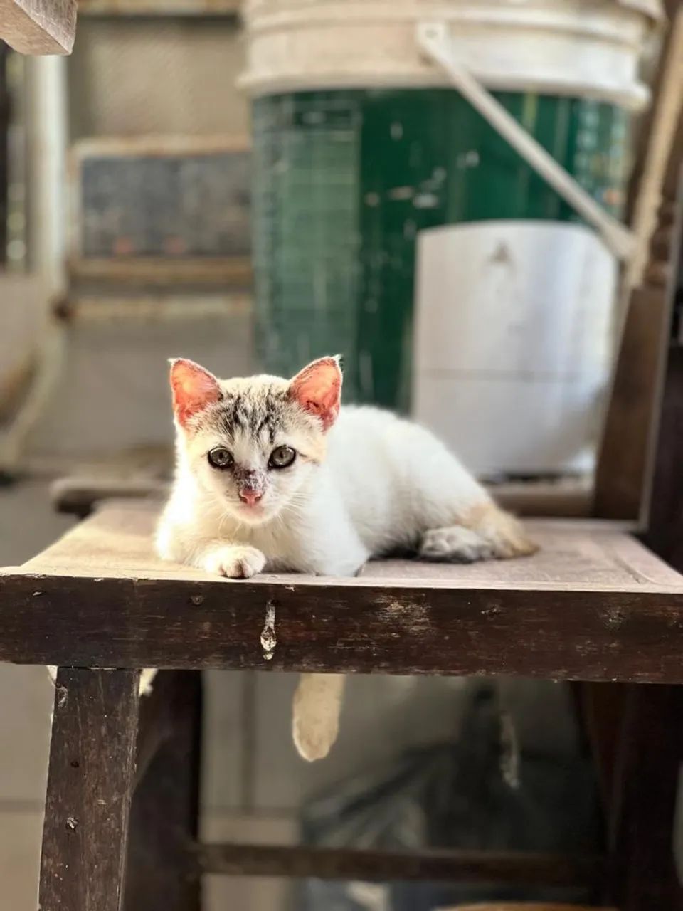 LINDA GATINHA PRA ADOÇÃO RESPONSÁVEL