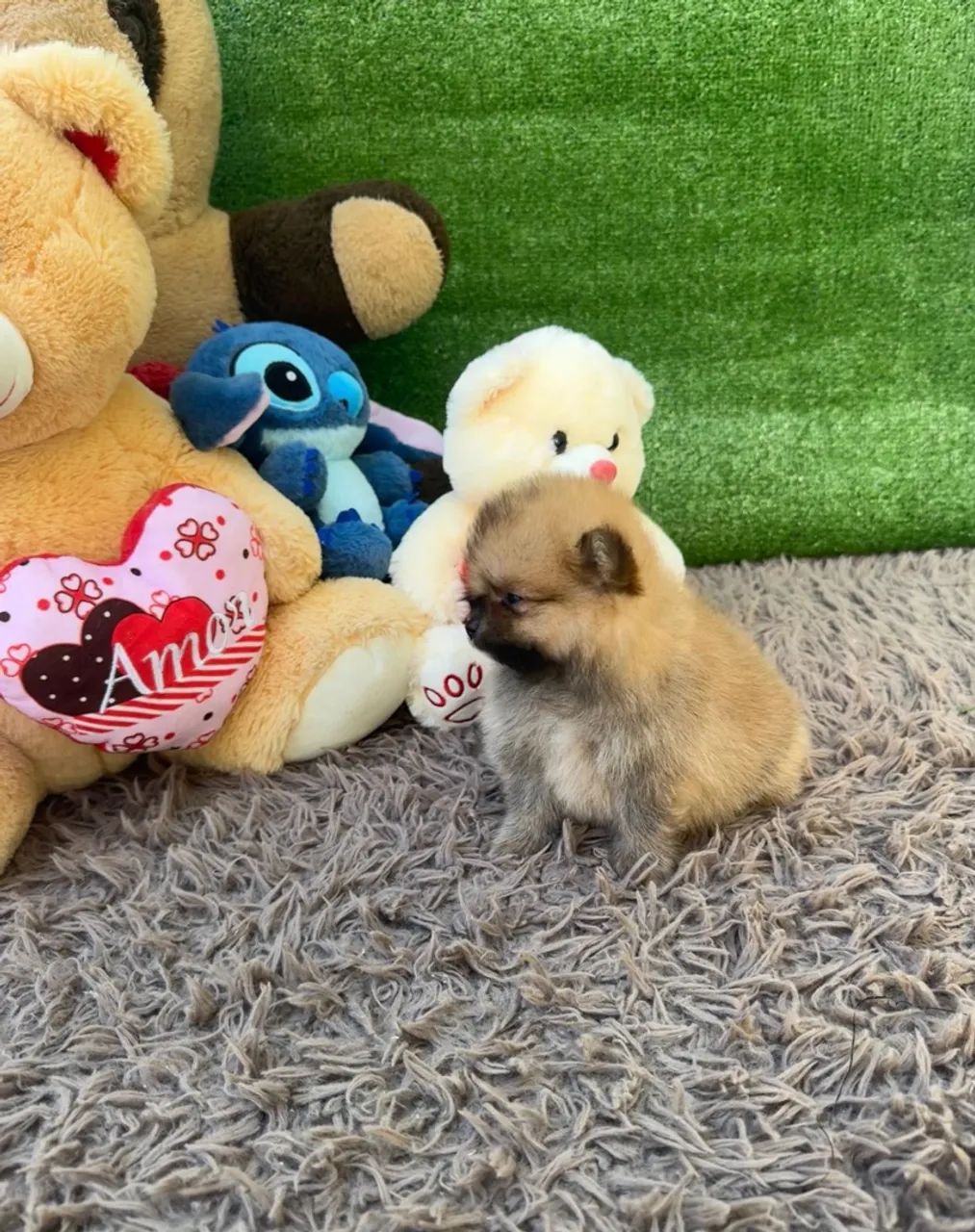 Cachorro  - Foto 4