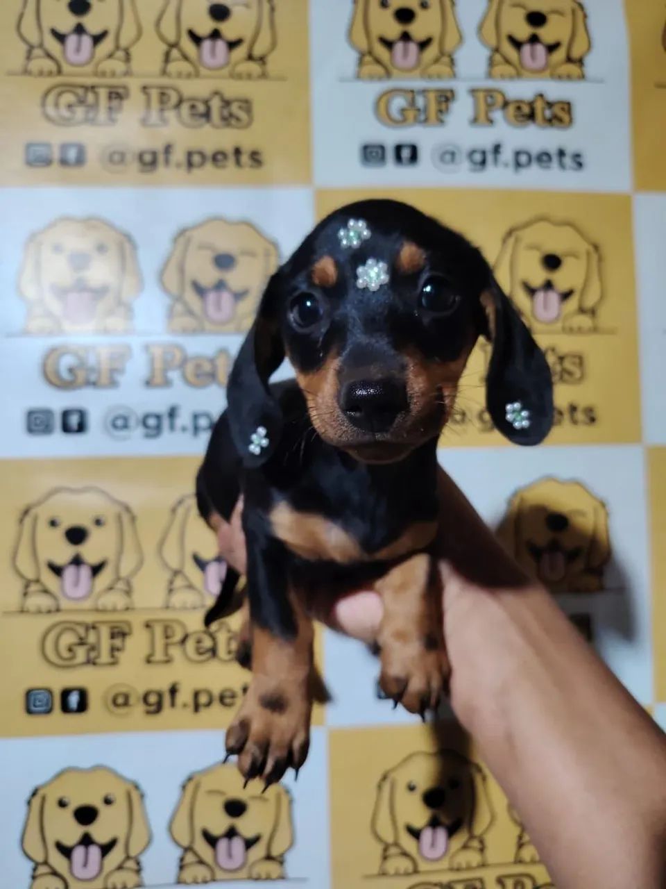 Teckel salsicha dashchund femea micro e padrão cofap - Foto 4