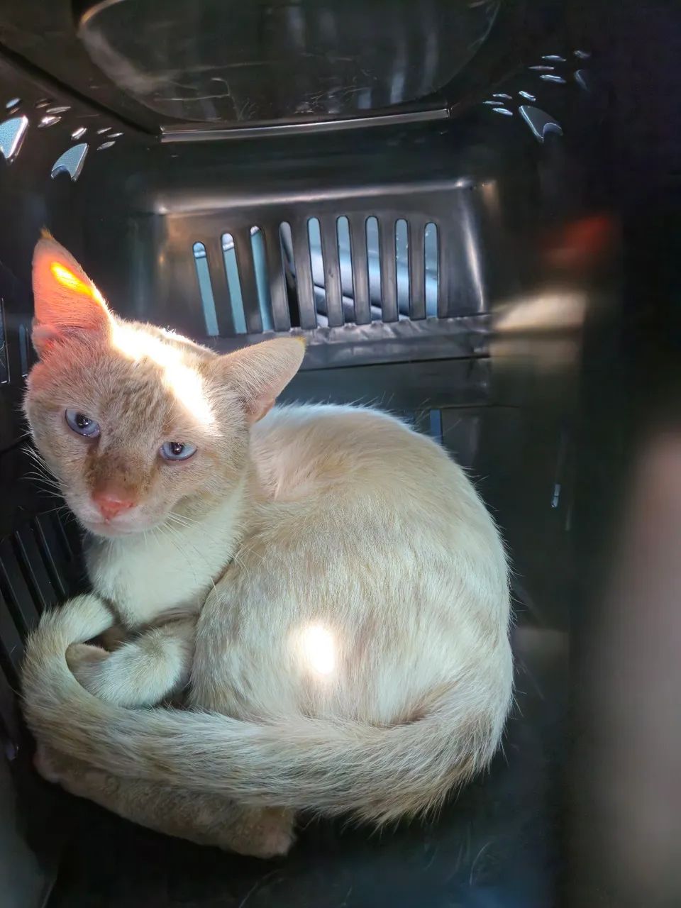 Adoção gato macho - Foto 3
