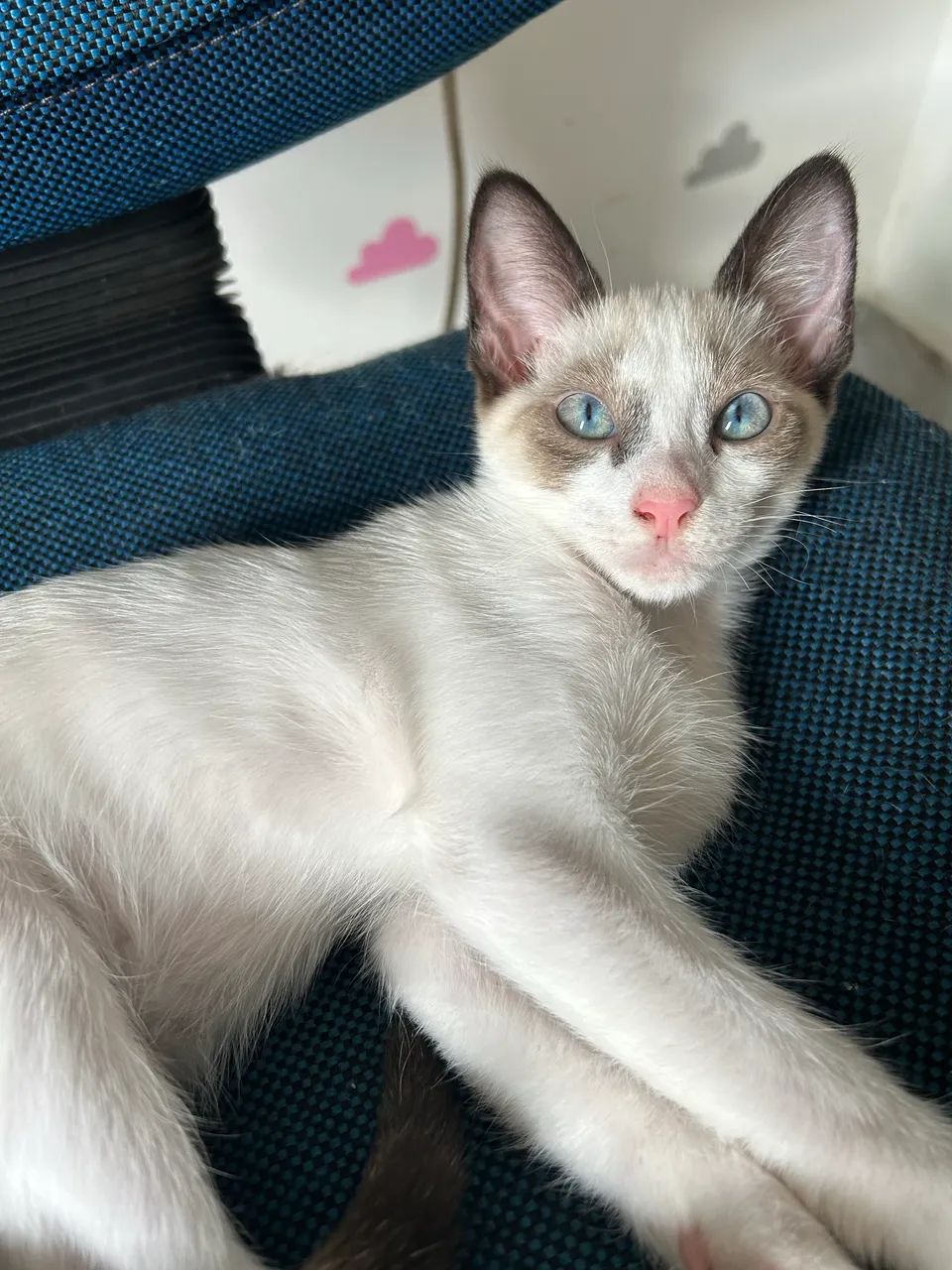 Filhotes de gato  - Foto 2