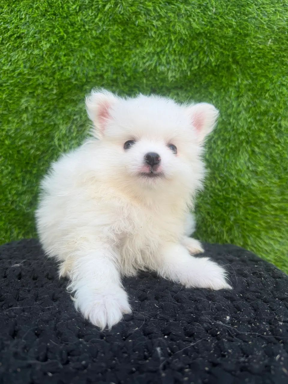 Spitz alemão anão  - Foto 3