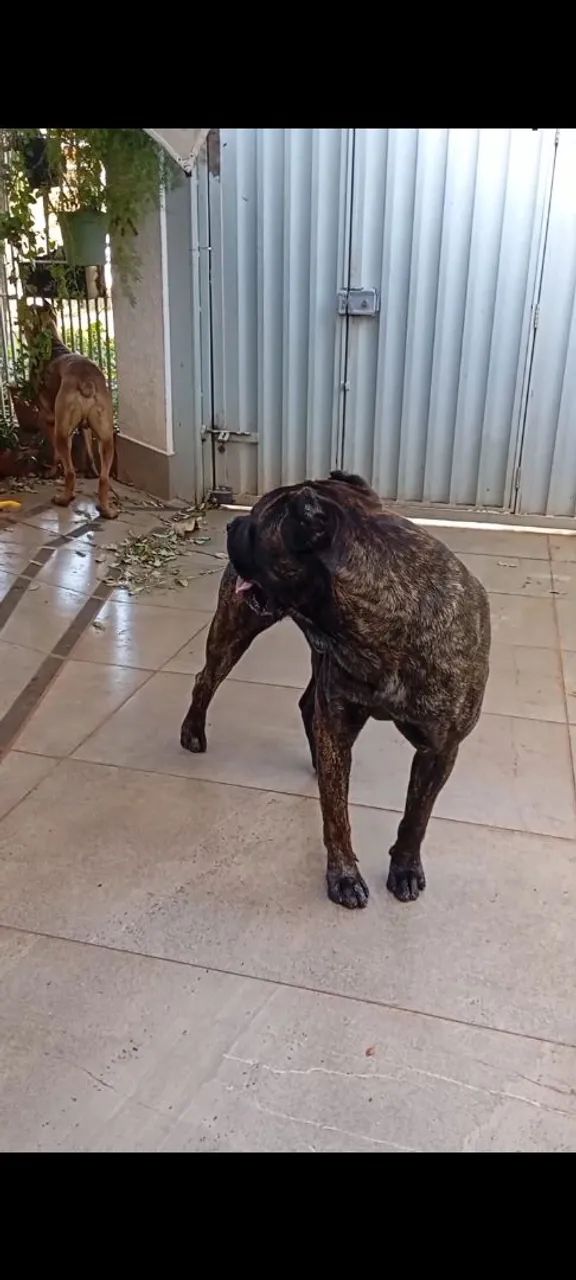 Filhotes CANE CORSO puros com 2 meses de idade  - Foto 4