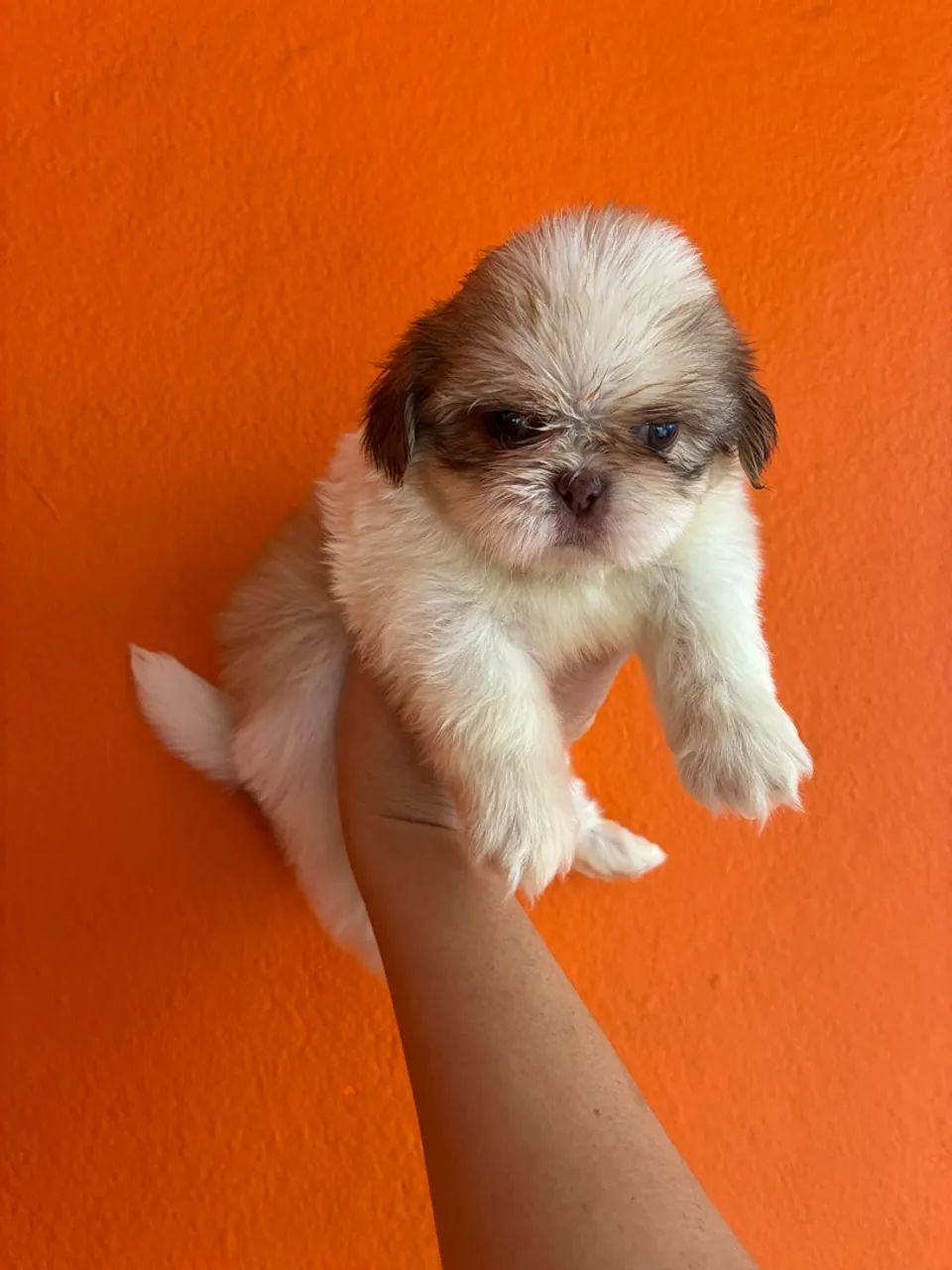 Shitzu micros macho - Foto 2