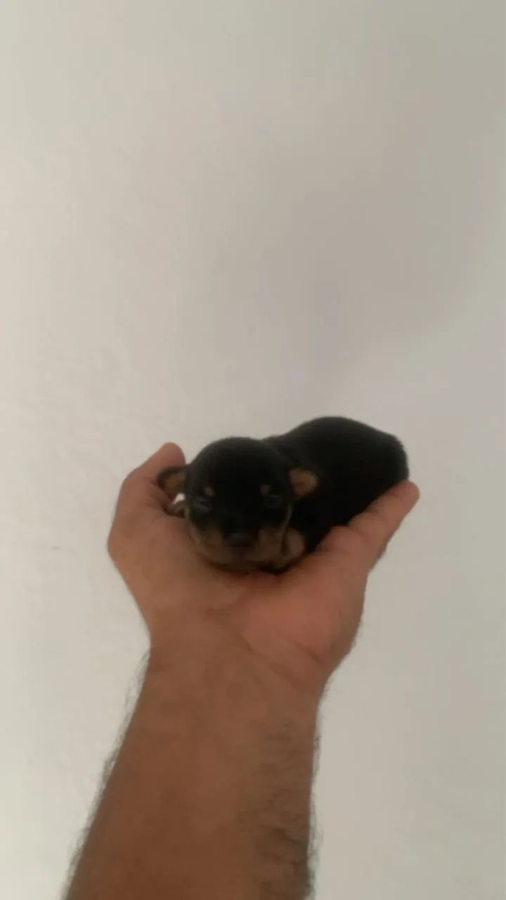 Pinscher fêmea  - Foto 2