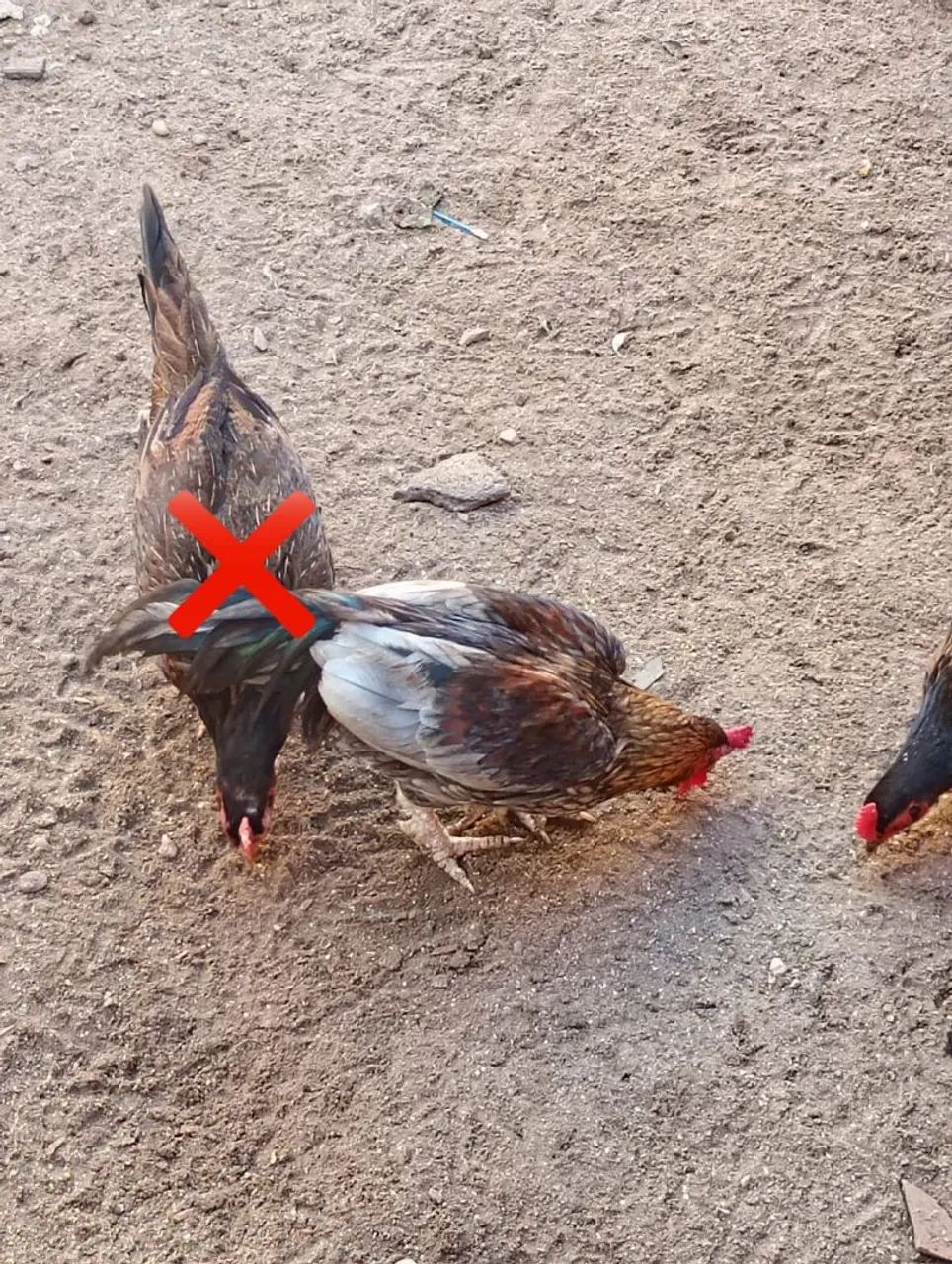 Galos e galinhas para venda ou troca