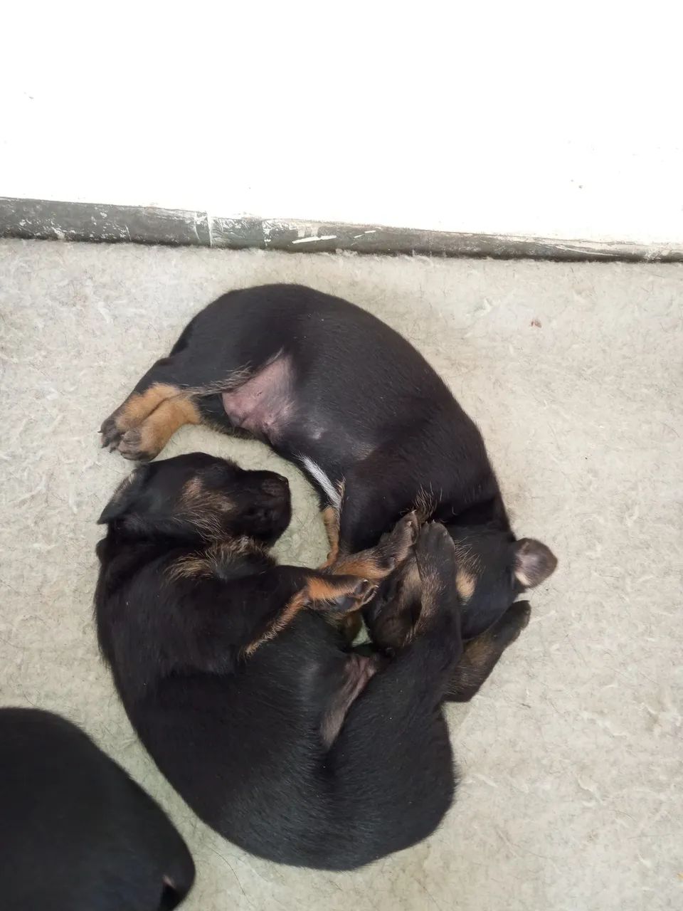 Doação de cachorro - Foto 4