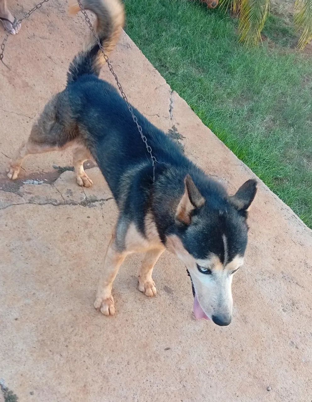 Husky Siberiano - Foto 2
