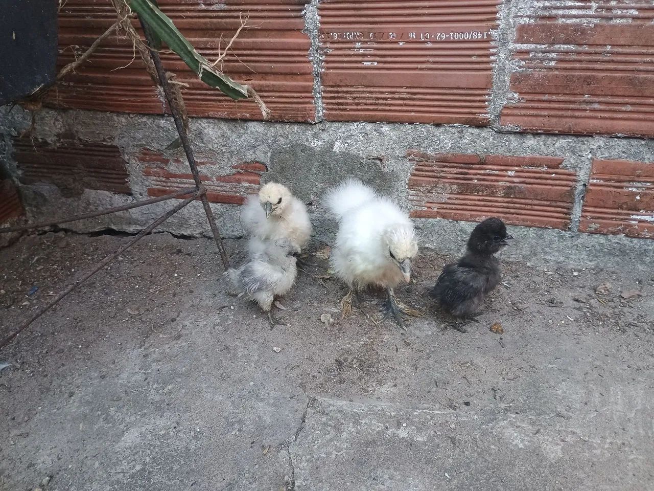 Galinhas Sedosos do Japão (pintinhos) - Foto 3
