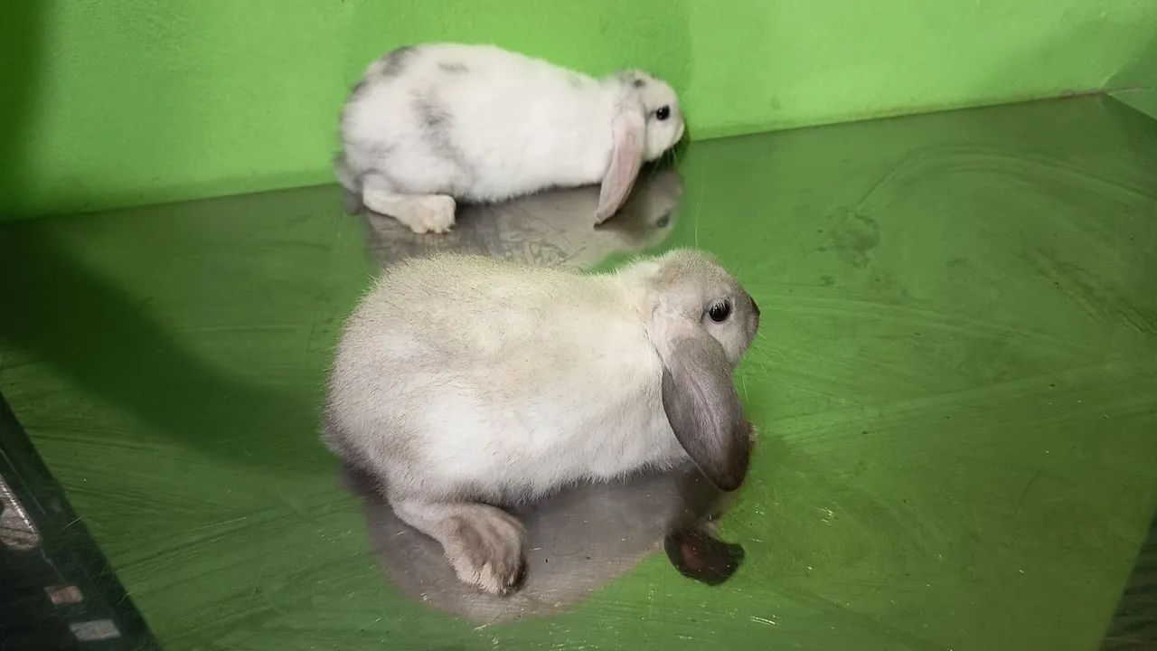 Mini coelhos mini lop - Foto 5