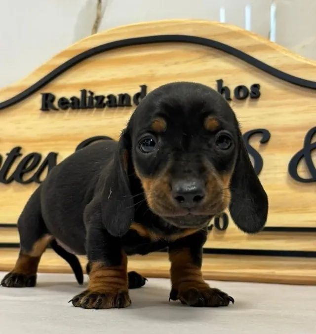 Dachshund