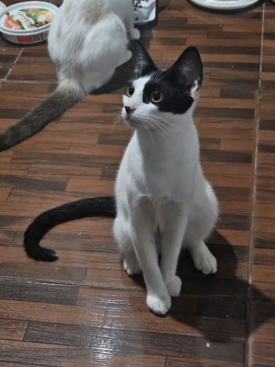 Doação de gato