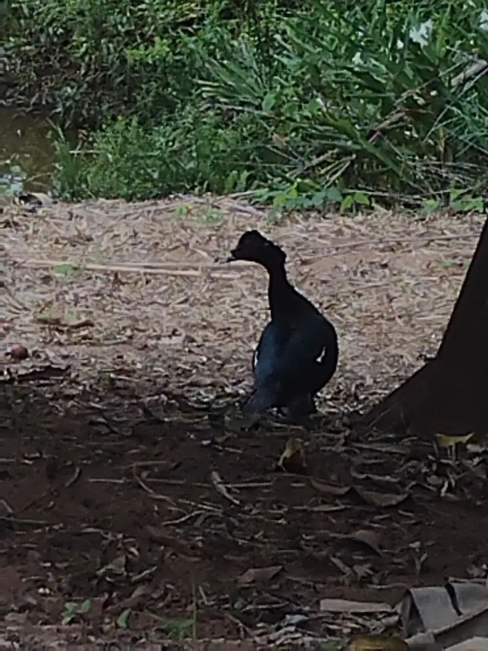 Chacrinha  - Foto 2