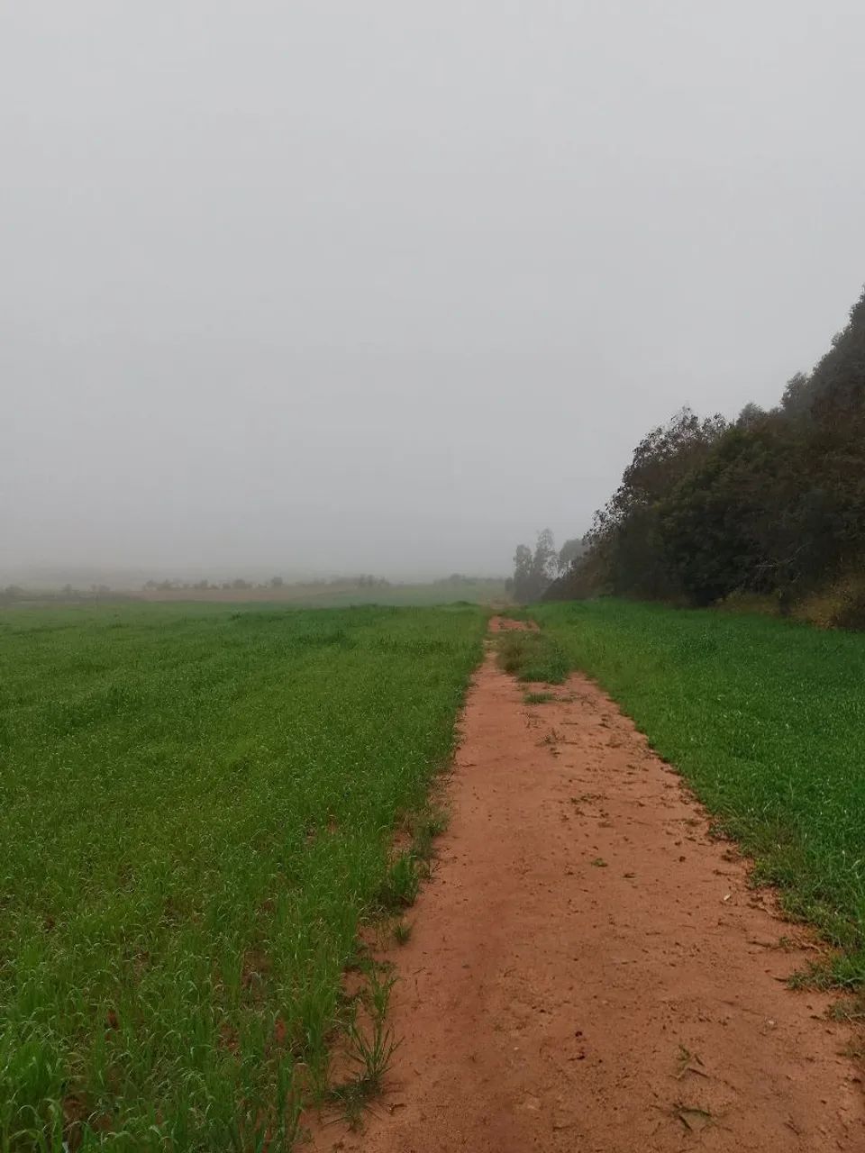 Campo com 14 hectares  - Foto 6